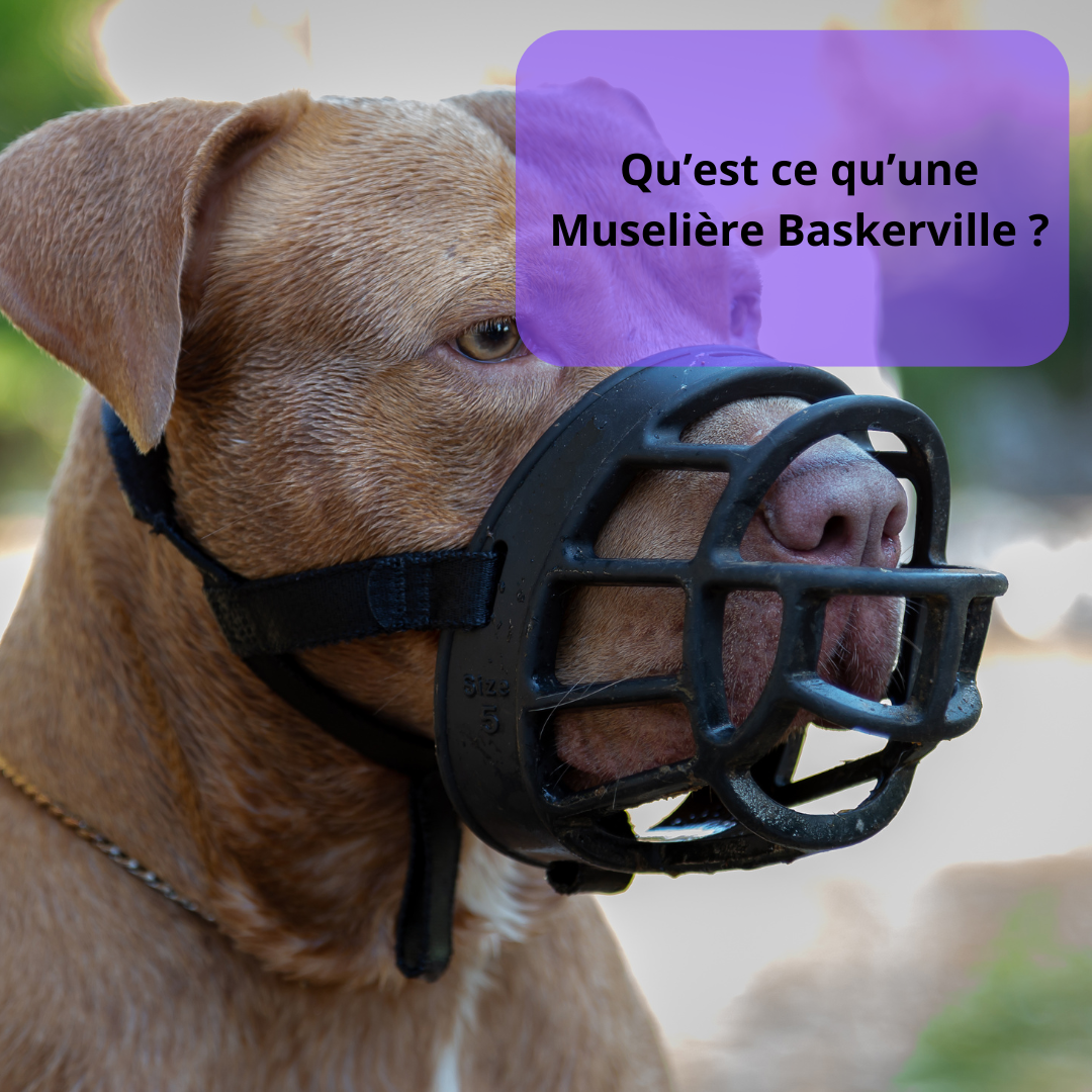 Qu'est ce qu'une Muselière Baskerville ?