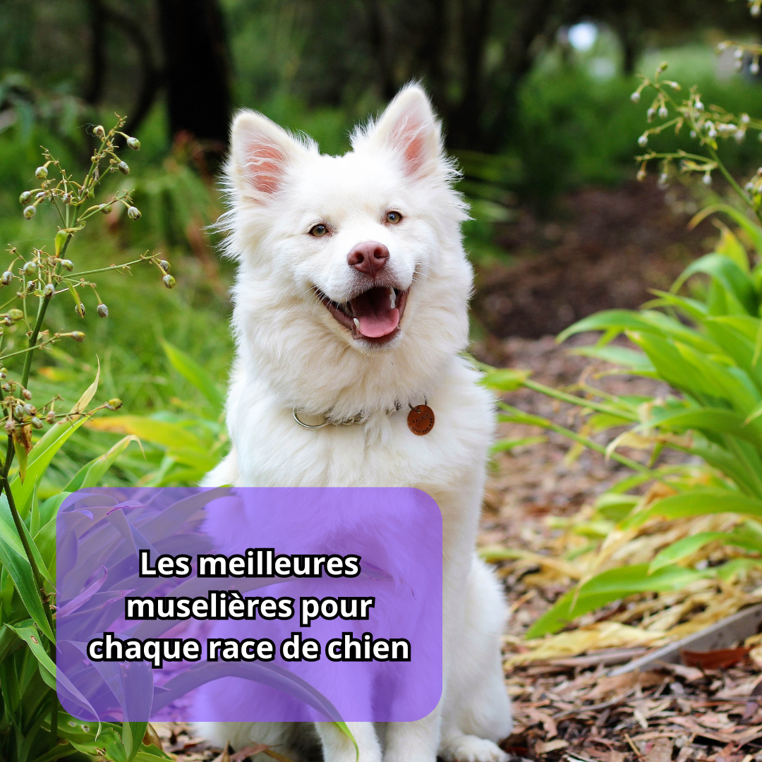 Les meilleures muselières pour chaque race de chien